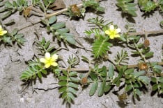 Tribulus