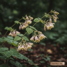 Epimedium