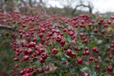 Hawthorn Berry
