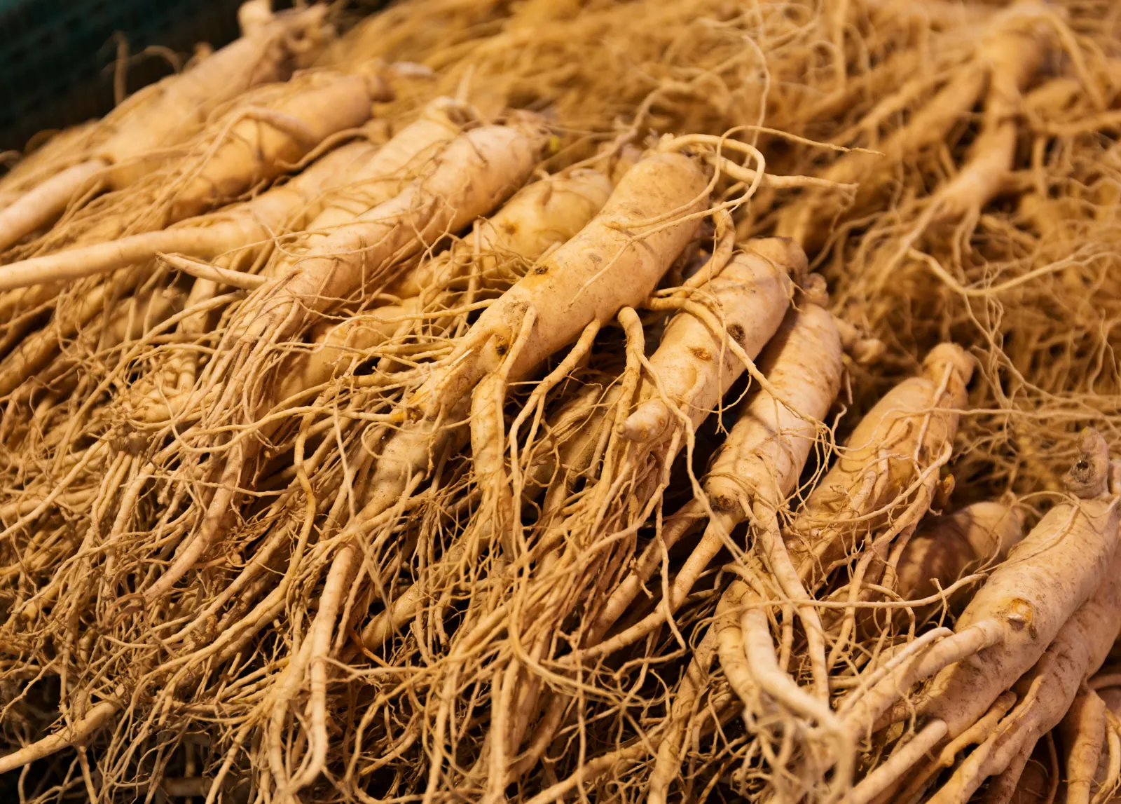 Asian Ginseng