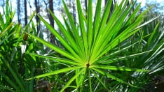 Saw Palmetto